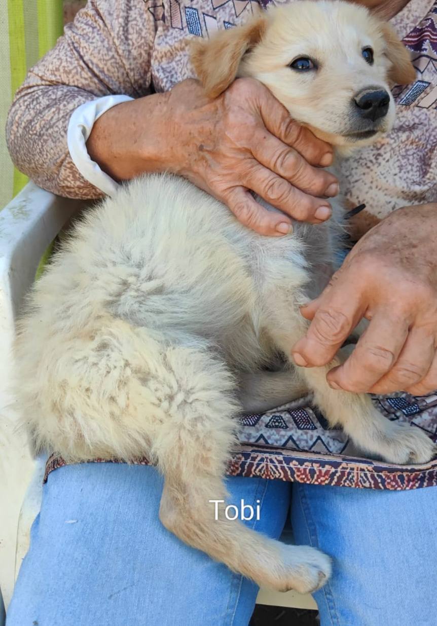 Auch Toby sucht noch ein Zuhause