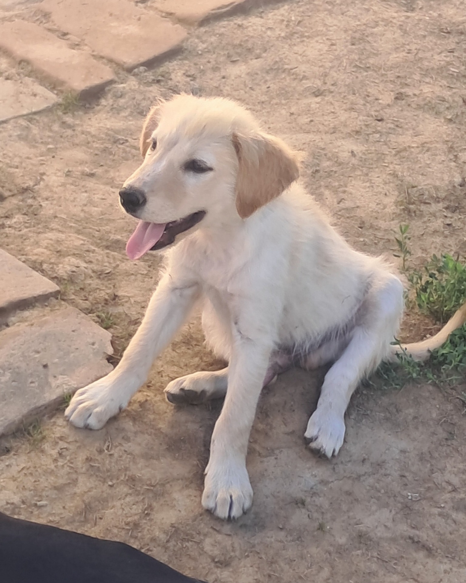 Auch Snow ist noch auf der Suche nach seinen Menschen