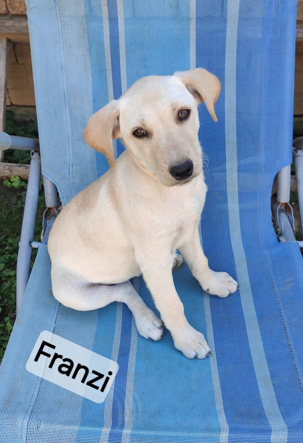 Franzi steht noch zur Adoption aus