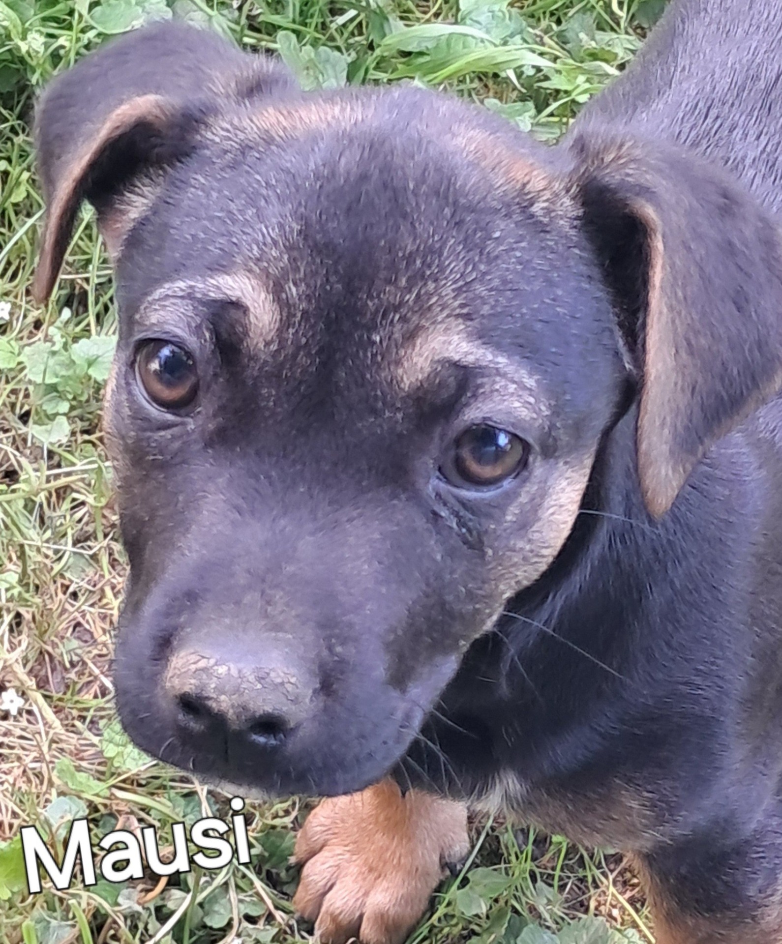 Mausi hat immer noch kein Zuhause