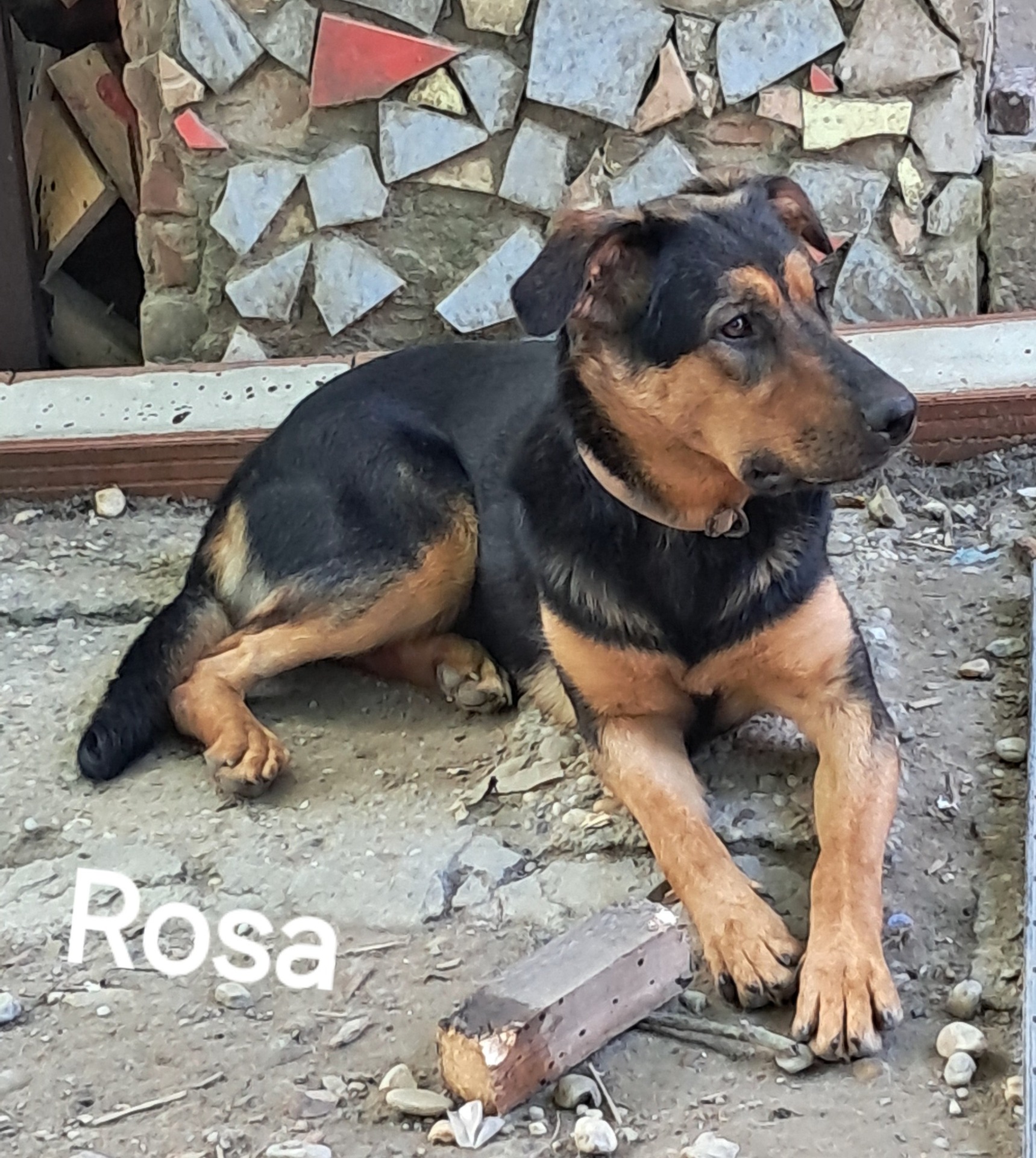 Diese tolle Hündin will keiner haben, warum nur.