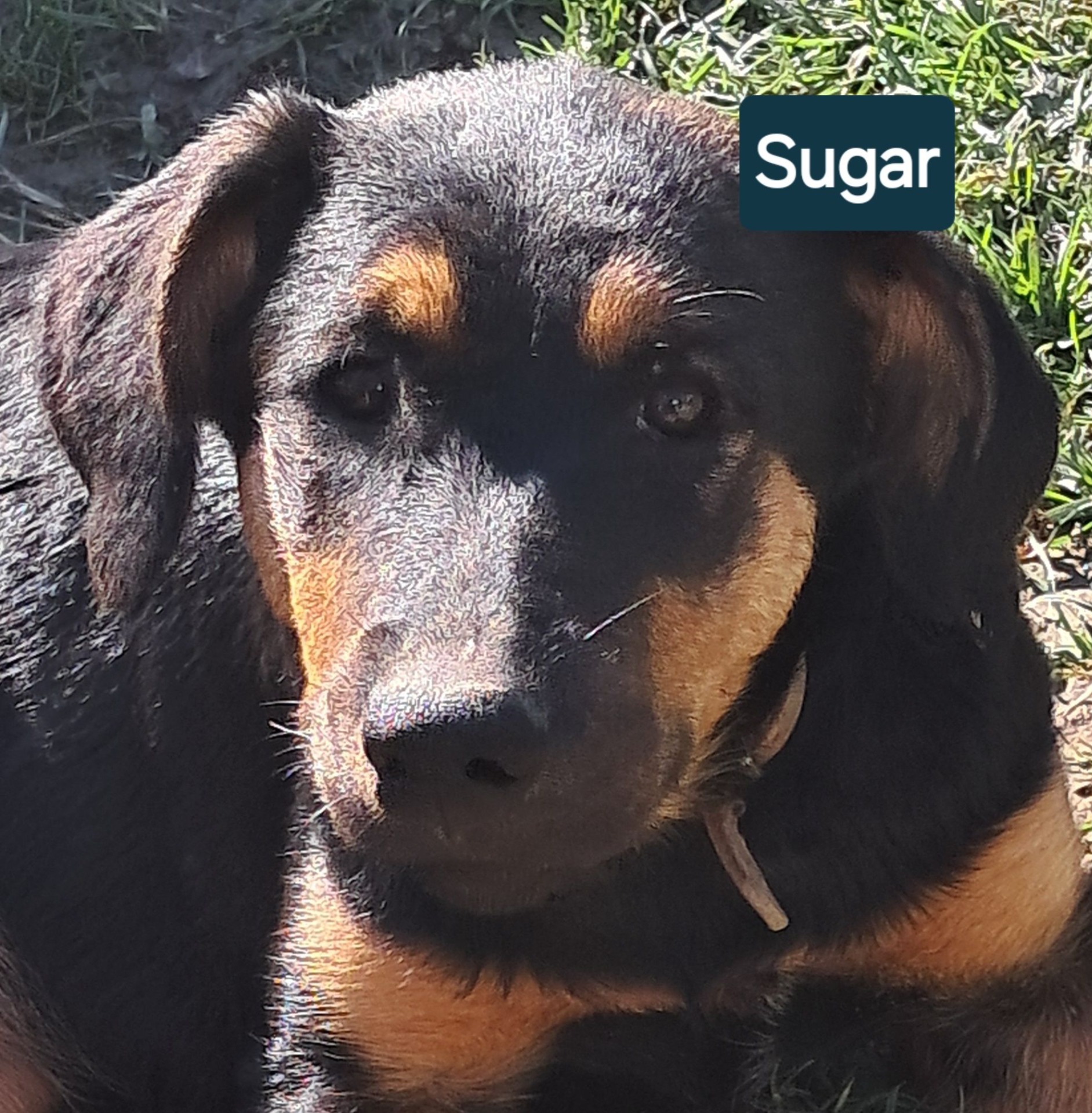 Auch Rosas Schwester SUGAR findet kein Zuhause