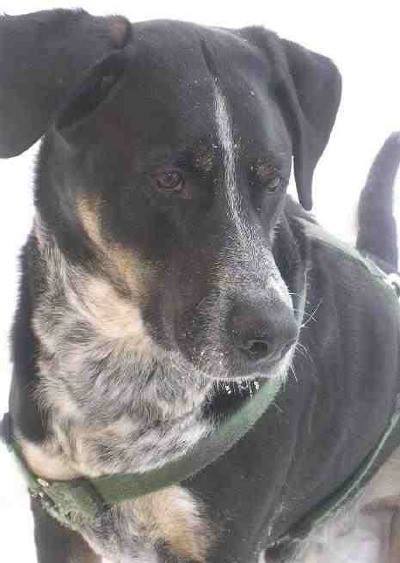 Gonzo, Rettungshund, ich vergesse dich nie