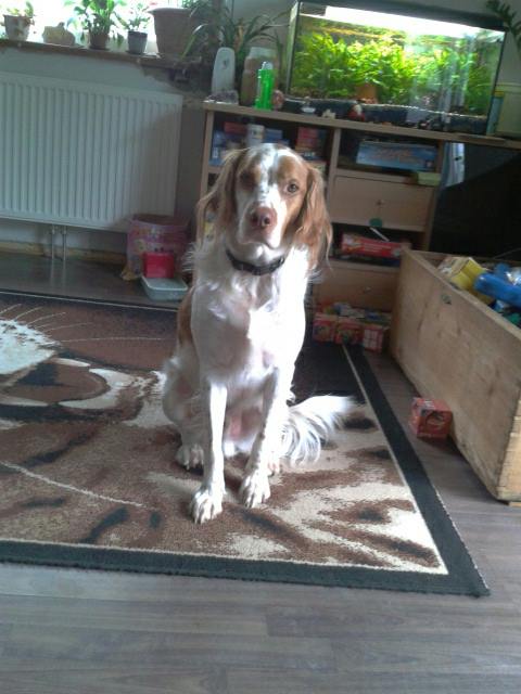 Toby, mein Therapiehund, auch eine unvergessene Hundeseele