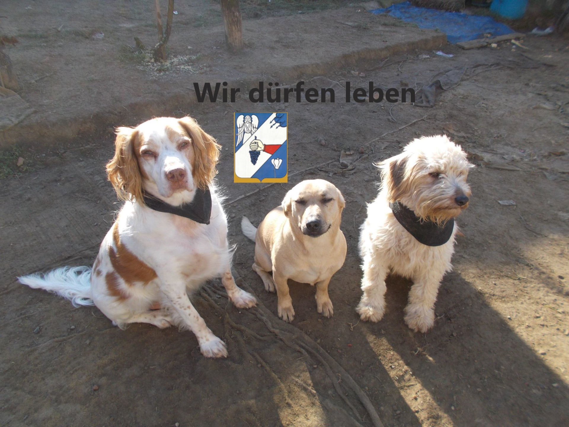 Toby und Struppi haben mich 2024 verlassen. Mitte Motzi lebt noch