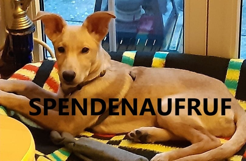 Unvergessen unsere Rabiata